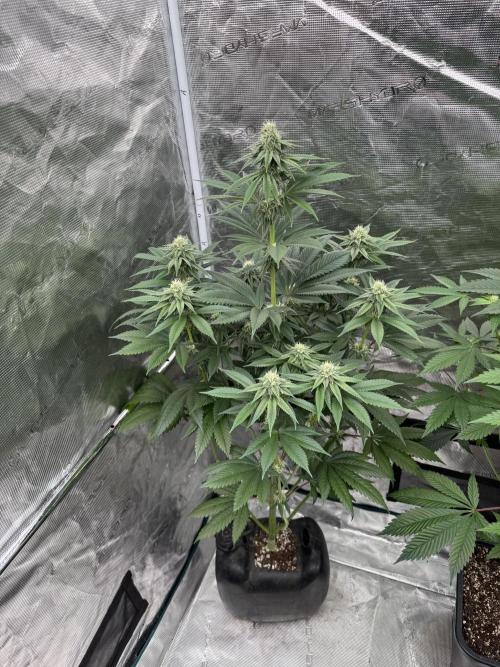 Roy’s Café. Week 10