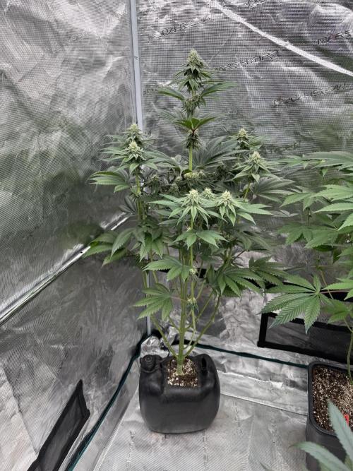 Roy’s Café. Week 10