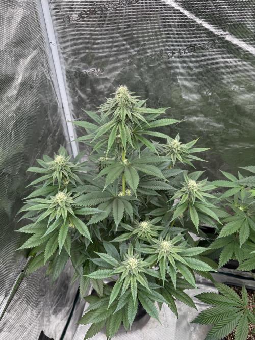 Sour Diesel x Zoda. Week 10