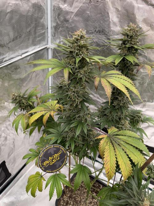 Old School 😶‍🌫️. Week 17