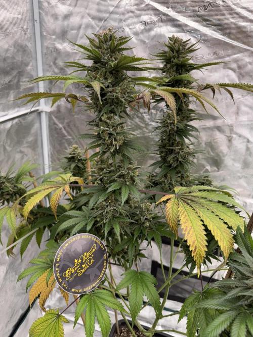 Old School 😶‍🌫️. Week 17