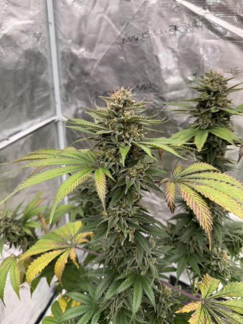 Old School 😶‍🌫️. Week 17