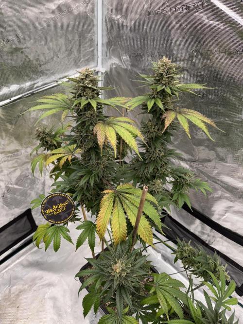 Old School 😶‍🌫️. Week 17