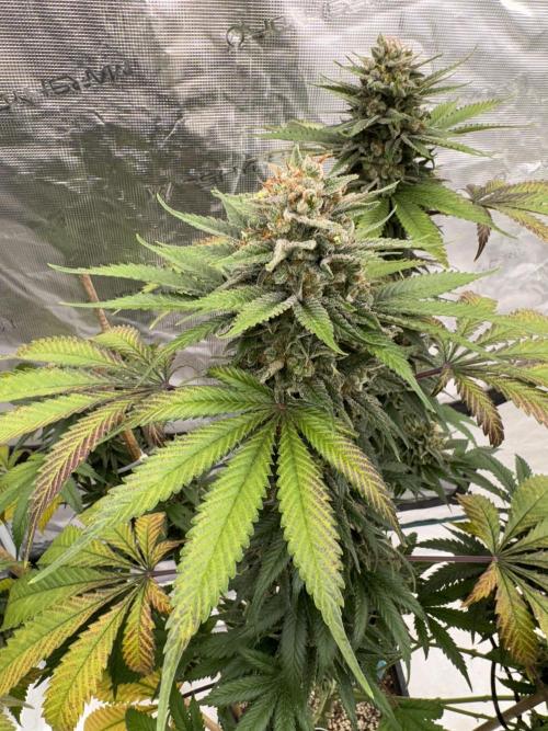 Old School 😶‍🌫️. Week 17