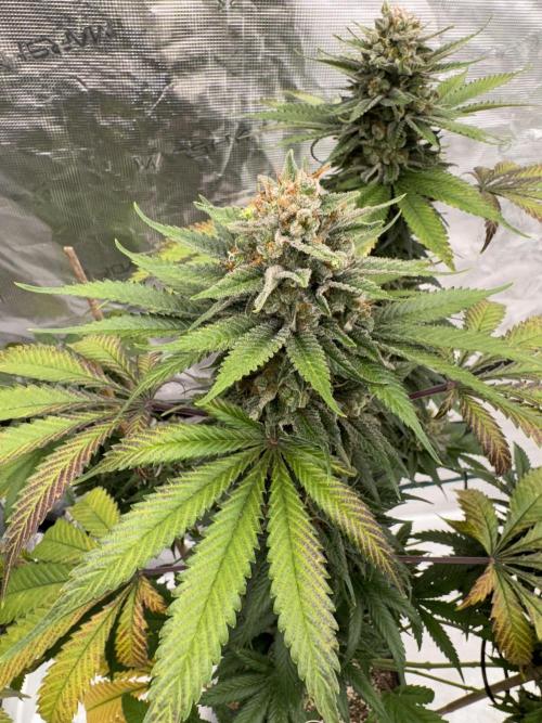 Old School 😶‍🌫️. Week 17