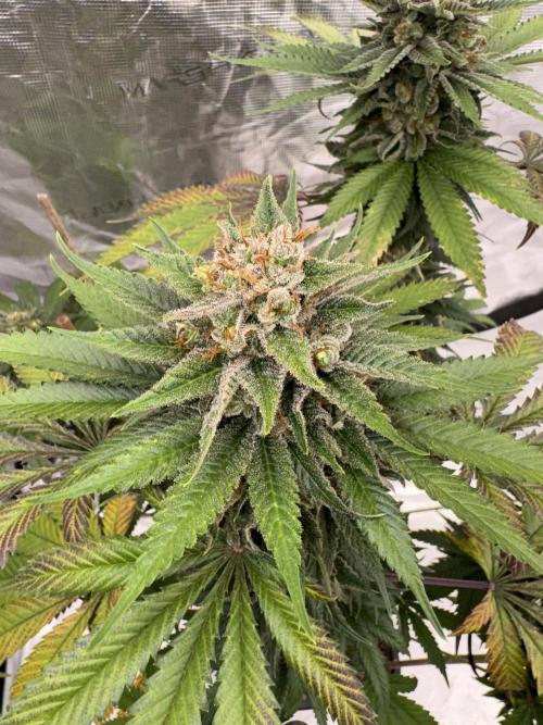 Old School 😶‍🌫️. Week 17