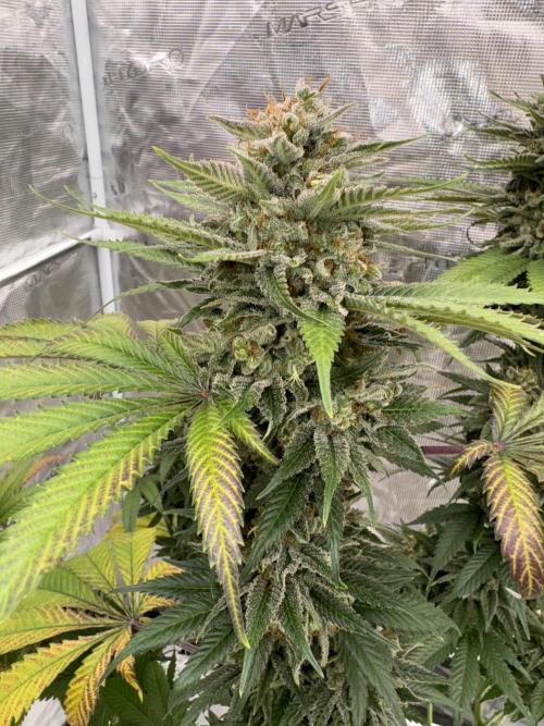 Old School 😶‍🌫️. Week 17