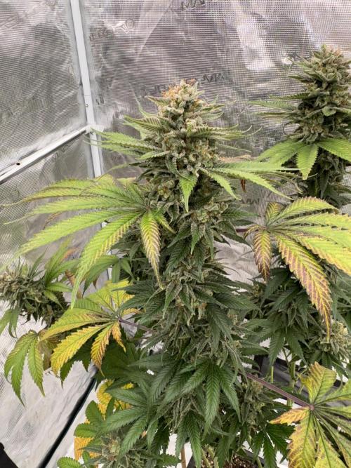 Old School 😶‍🌫️. Week 17