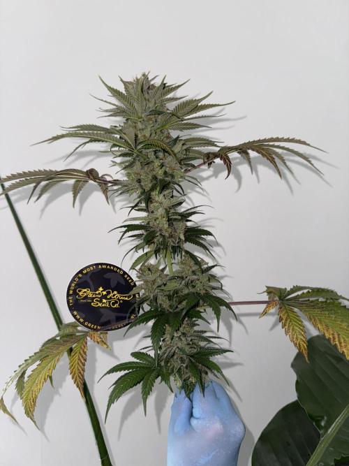 Old School 😶‍🌫️. Week 17
