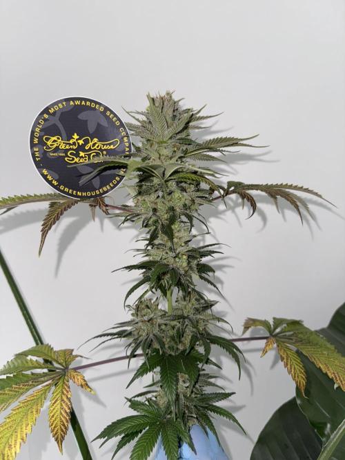 Old School 😶‍🌫️. Week 17