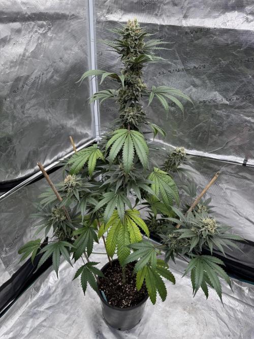 1st clone run 👯‍♀️✂️. Week 6