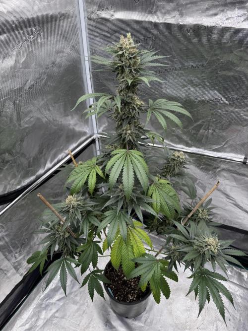 1st clone run 👯‍♀️✂️. Week 6