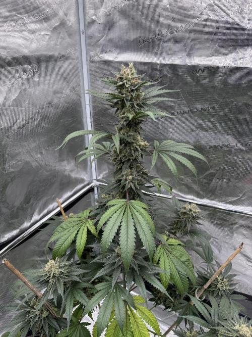 1st clone run 👯‍♀️✂️. Week 6