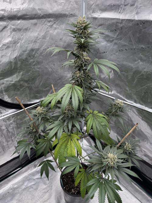 1st clone run 👯‍♀️✂️. Week 6