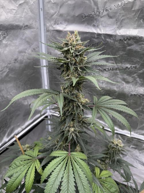 1st clone run 👯‍♀️✂️. Week 6