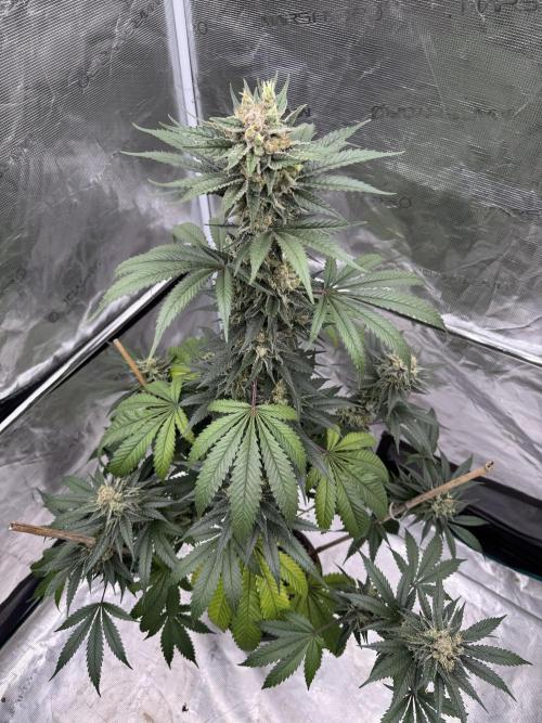 1st clone run 👯‍♀️✂️. Week 6