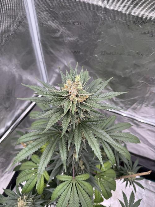 1st clone run 👯‍♀️✂️. Week 6