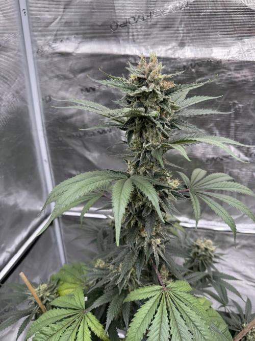 1st clone run 👯‍♀️✂️. Week 6