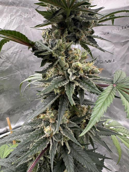 1st clone run 👯‍♀️✂️. Week 6
