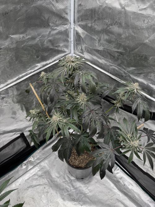 1st clone run 👯‍♀️✂️. Week 6