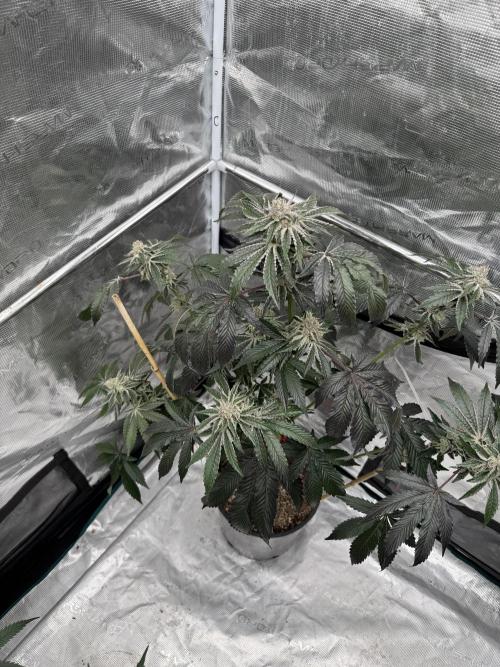 1st clone run 👯‍♀️✂️. Week 6