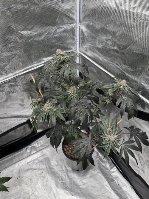 1st clone run 👯‍♀️✂️. Week 6