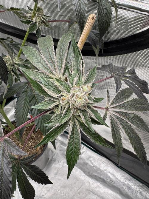 1st clone run 👯‍♀️✂️. Week 6