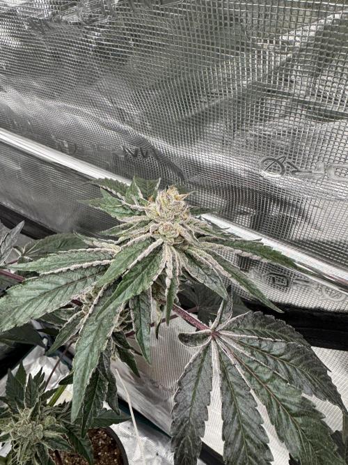 1st clone run 👯‍♀️✂️. Week 6