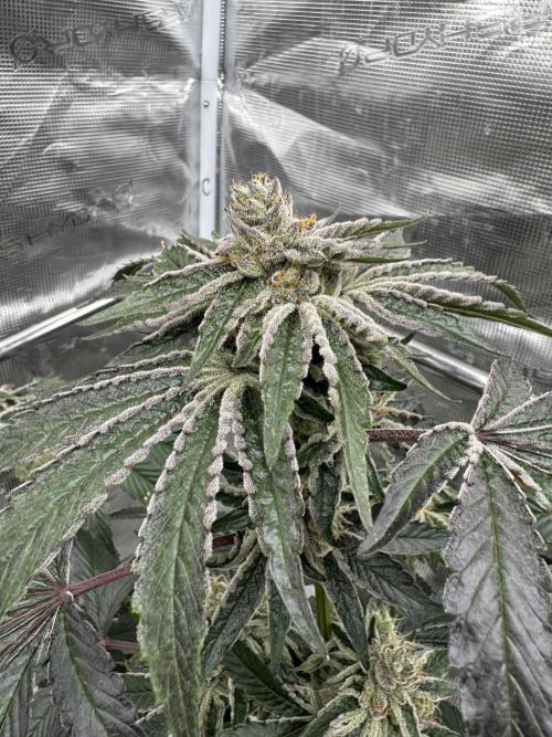 1st clone run 👯‍♀️✂️. Week 6