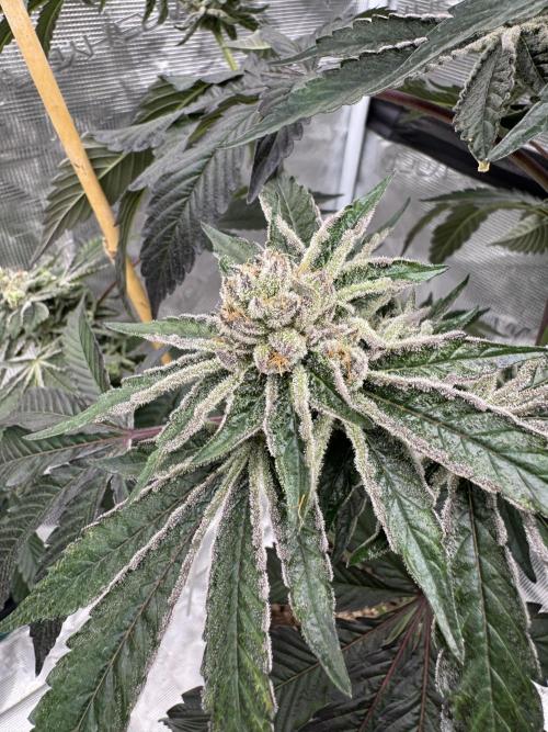 1st clone run 👯‍♀️✂️. Week 6