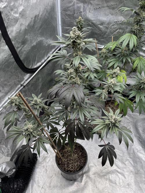 1st clone run 👯‍♀️✂️. Week 6