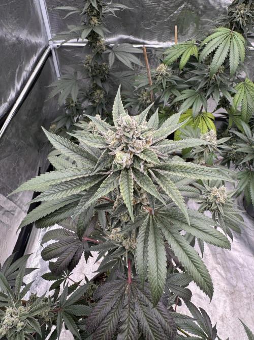 1st clone run 👯‍♀️✂️. Week 6