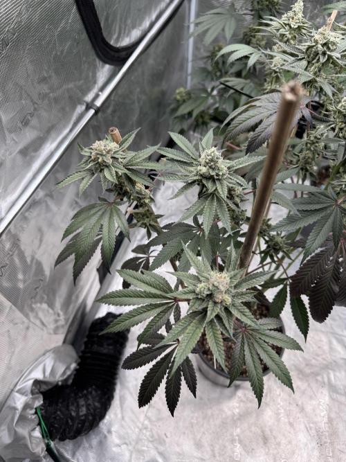 1st clone run 👯‍♀️✂️. Week 6
