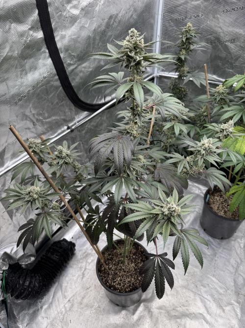 1st clone run 👯‍♀️✂️. Week 6