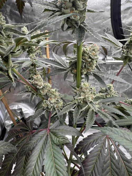 1st clone run 👯‍♀️✂️. Week 6