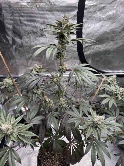 1st clone run 👯‍♀️✂️. Week 6