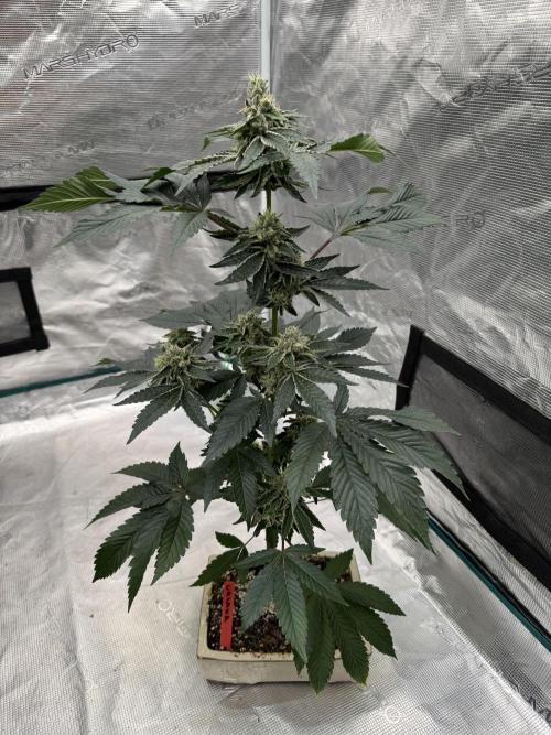 染井吉野染. Week 5