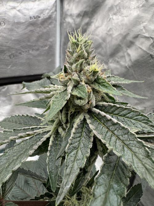 Black Cherry Gushers. Week 5