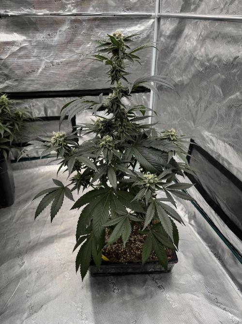 直幹 Chokkan 🌲. Week 5