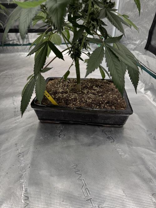 直幹 Chokkan 🌲. Week 5