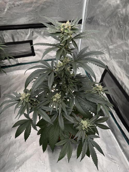 直幹 Chokkan 🌲. Week 5