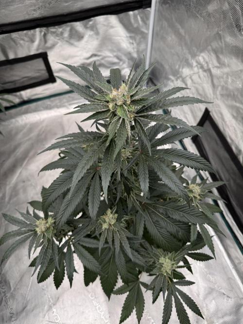 直幹 Chokkan 🌲. Week 5