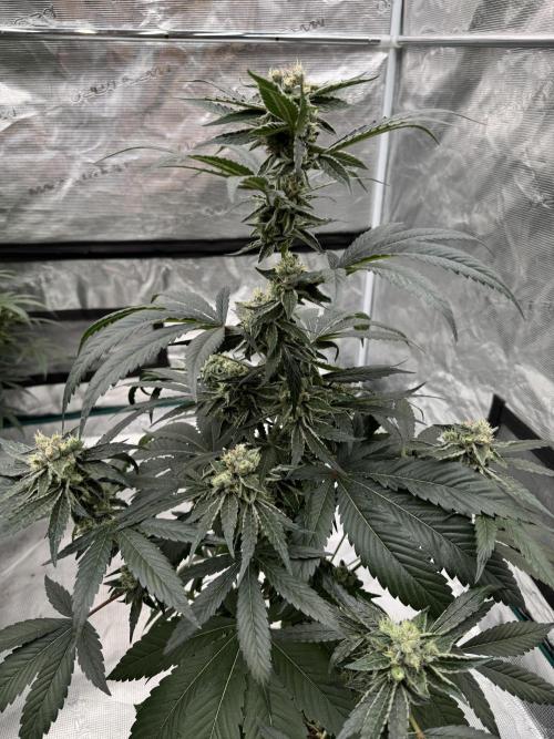 直幹 Chokkan 🌲. Week 5