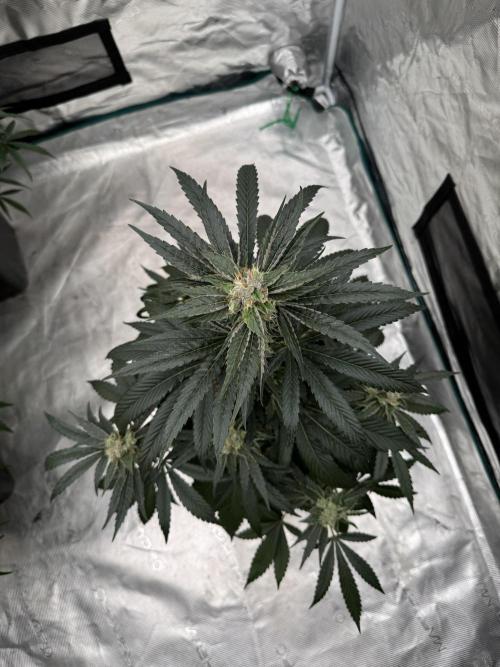 直幹 Chokkan 🌲. Week 5