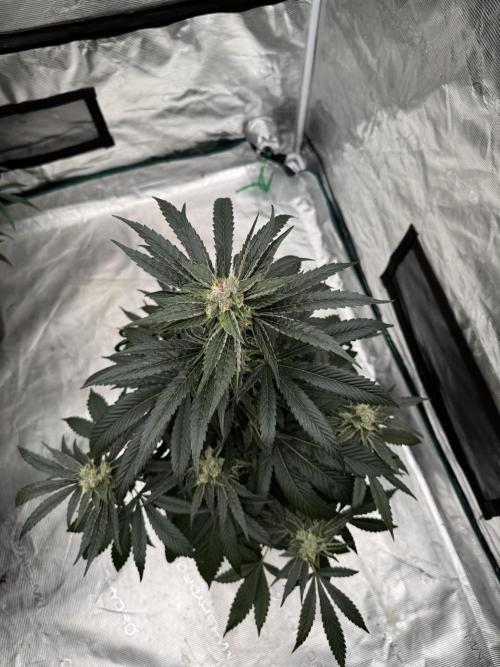 Sour Diesel x Zoda. Week 5