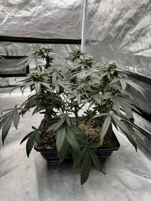 Pai Mei. Week 5