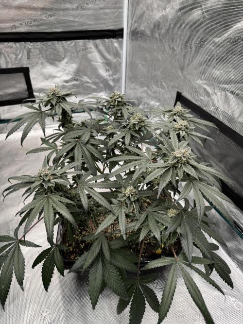 Pai Mei. Week 5