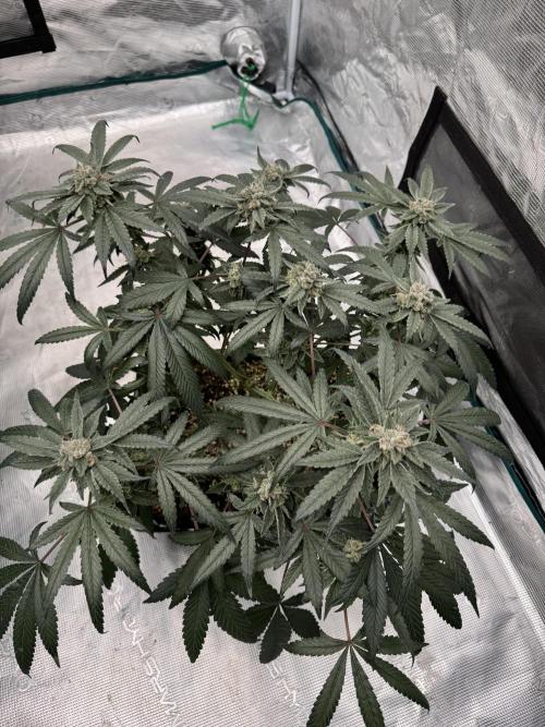 Pai Mei. Week 5