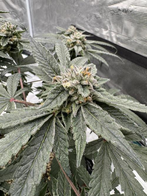 Pai Mei. Week 5