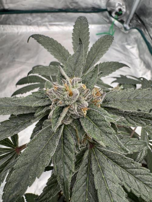 Pai Mei. Week 5